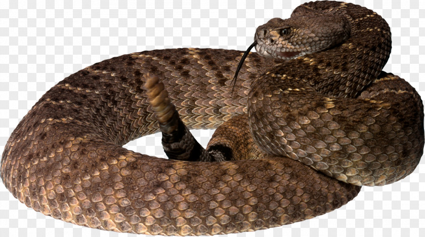 Snake Image Picture Download Free Clip Art PNG
