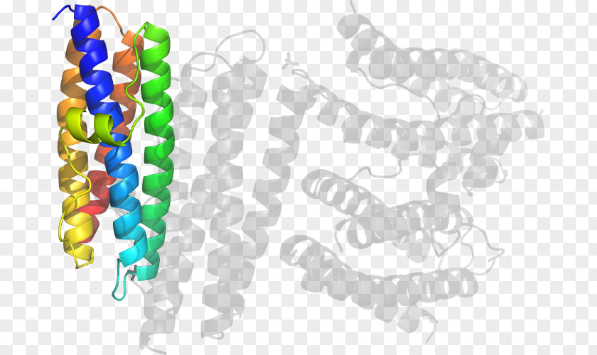 Subtilis Bead Product Design Organism Line Font PNG