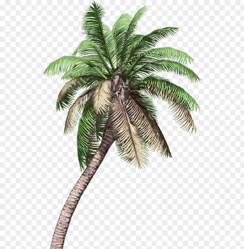 Coconut Tree PNG tree clipart PNG