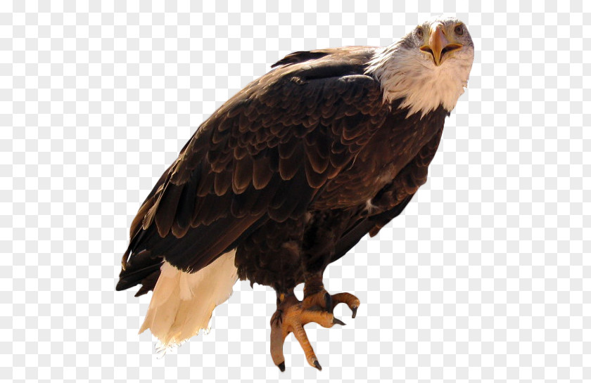 Eagle Bald Vulture Beak Feather PNG