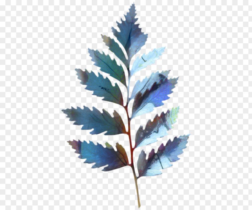 Fern Plane Cartoon PNG