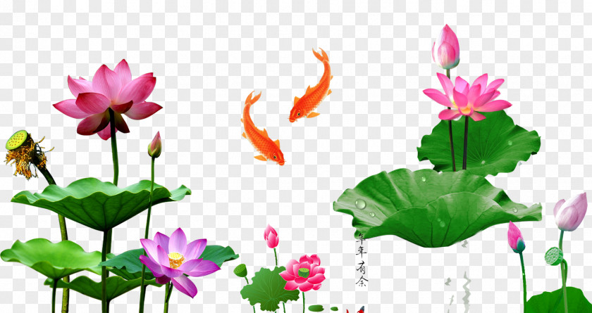 Lotus Goldfish Download Caishen PNG