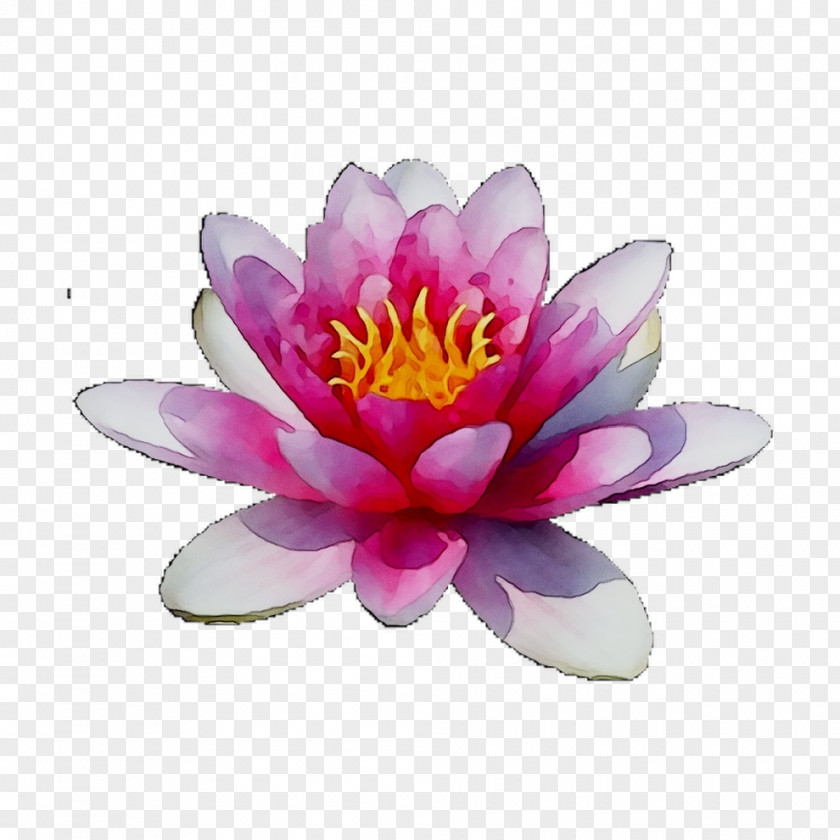 Sacred Lotus Purple PNG