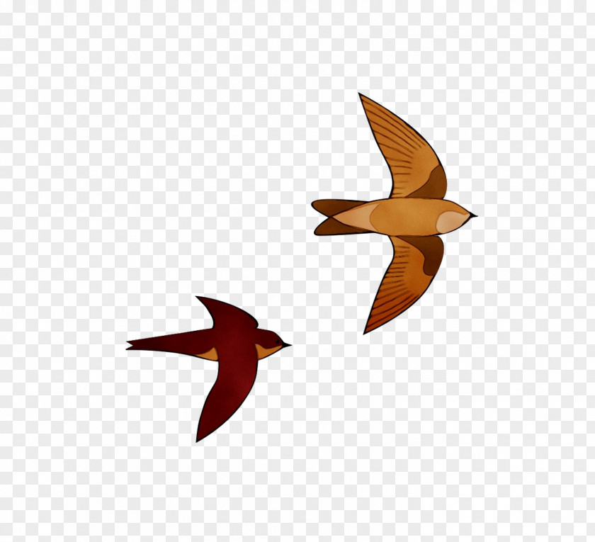 Beak Bird Swifts Family Species PNG