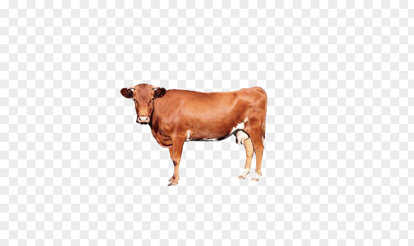 Brown Cow Calf Zebu Management In Minutes Economics Ox PNG
