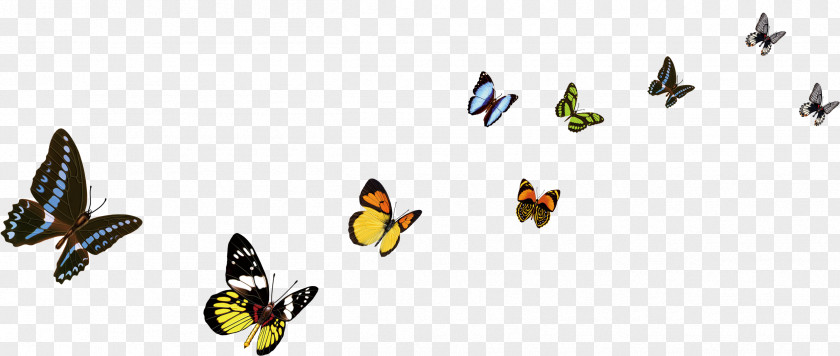 Butterfly Color Decorative Arts PNG