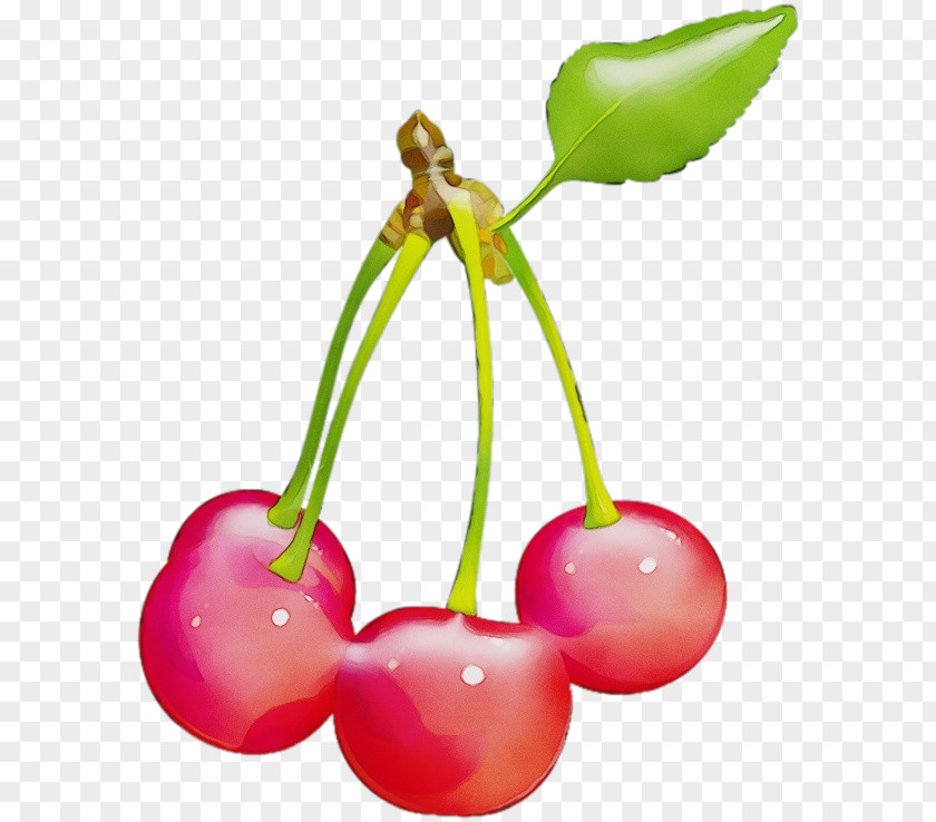 Drupe Plant Stem Cherry Pink Flower Fruit PNG