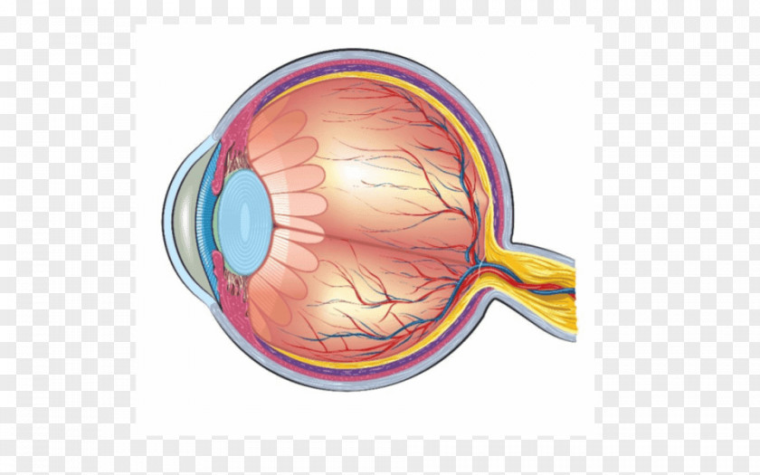 Eye Human Anatomy Diagram PNG