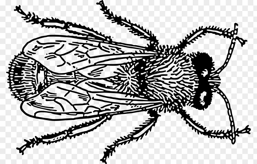 Insect Bee Drawing Clip Art PNG