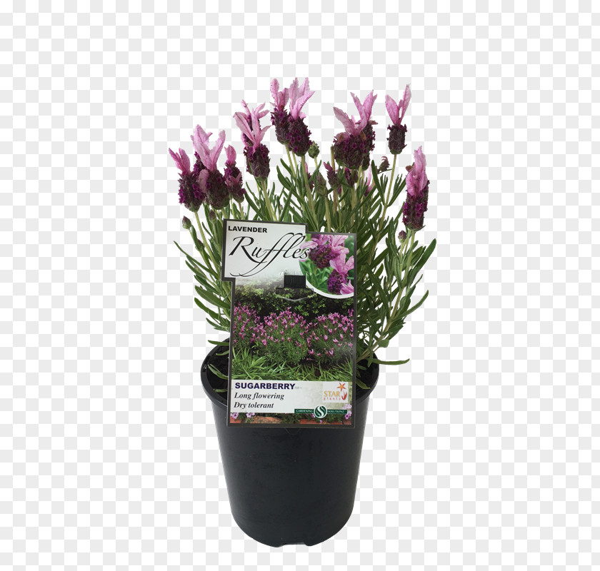 Lavender Plant French Flowerpot Cutting Violet PNG