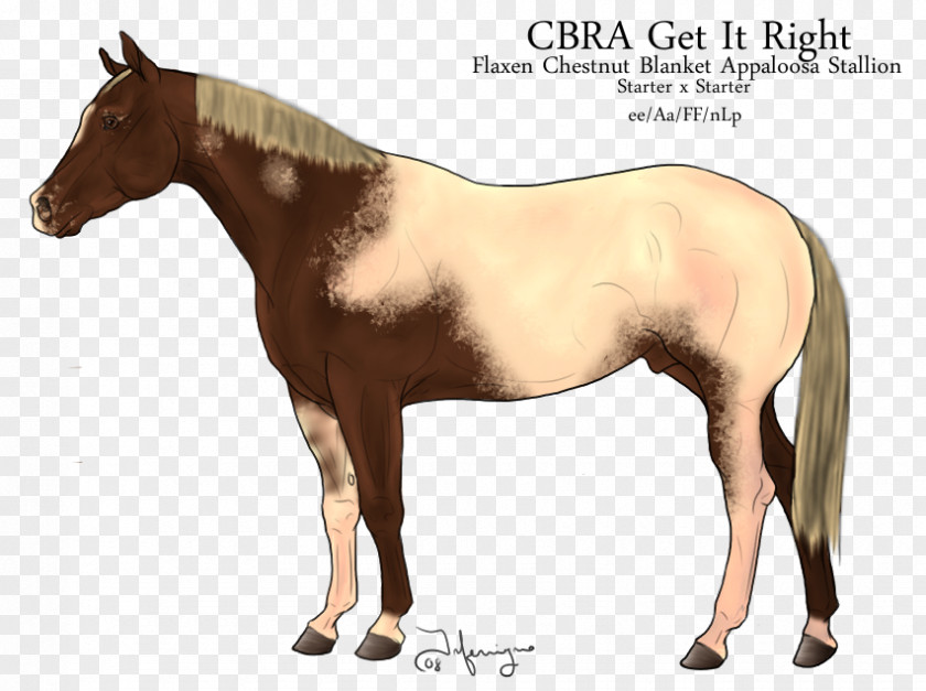 Mustang Foal Mare Halter Stallion PNG