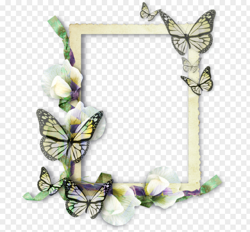 Butterfly Frame Picture Frames Molding Insect PNG