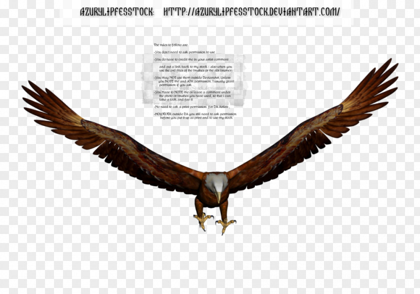 Eagle Bald Royalty-free PNG