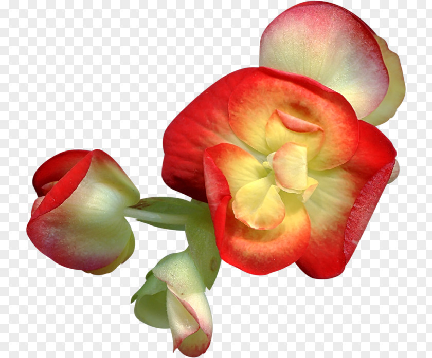 Flower Cut Flowers Clip Art PNG