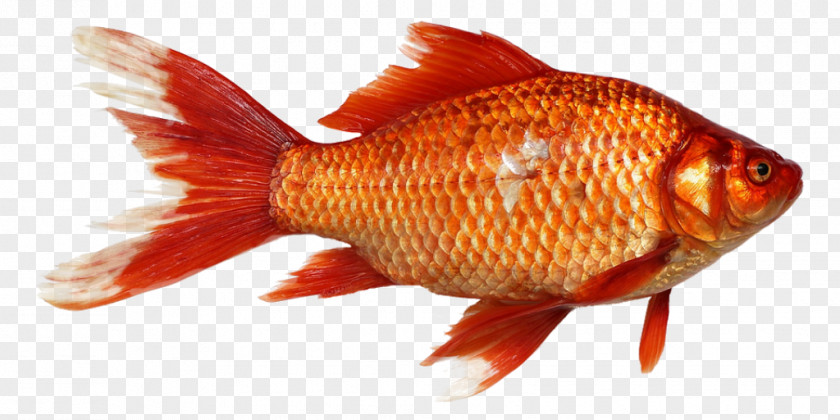 Goldfish Carp PNG