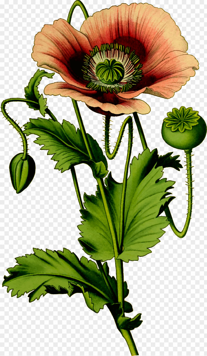 Poppy Opium Plant Common PNG