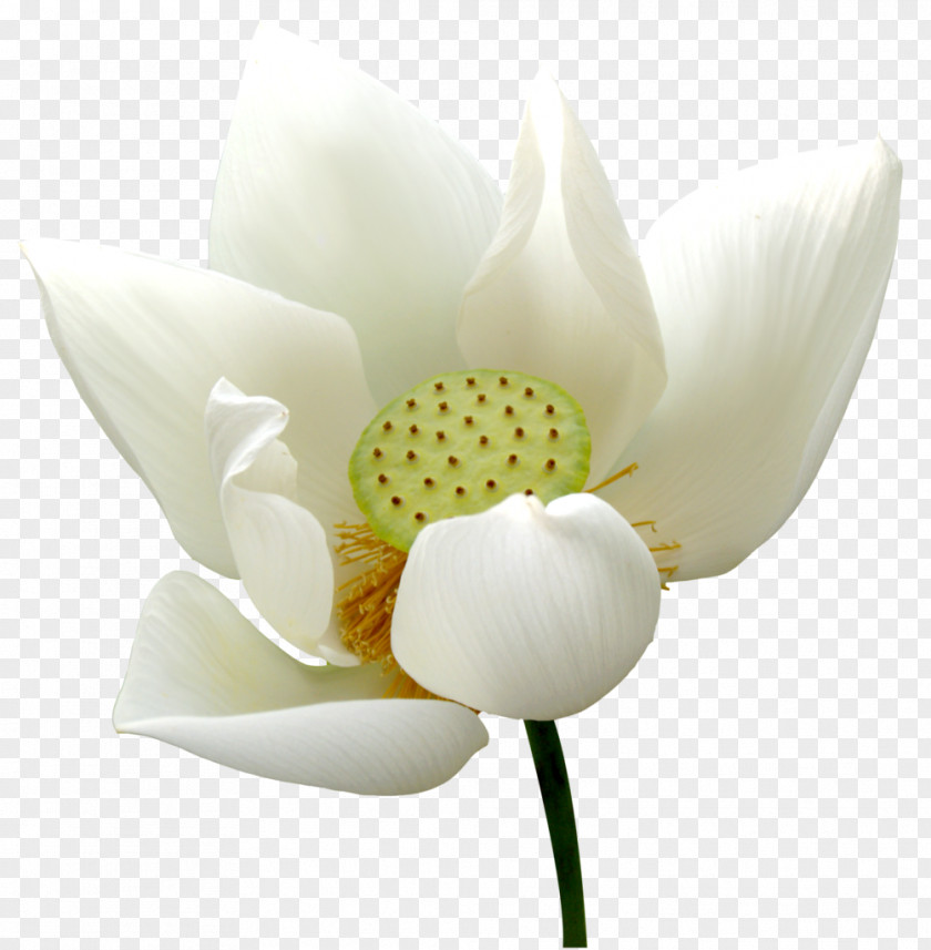 Ppt Nelumbo Nucifera Nymphaea Lotus Pygmy Water-lily White Water-Lily PNG