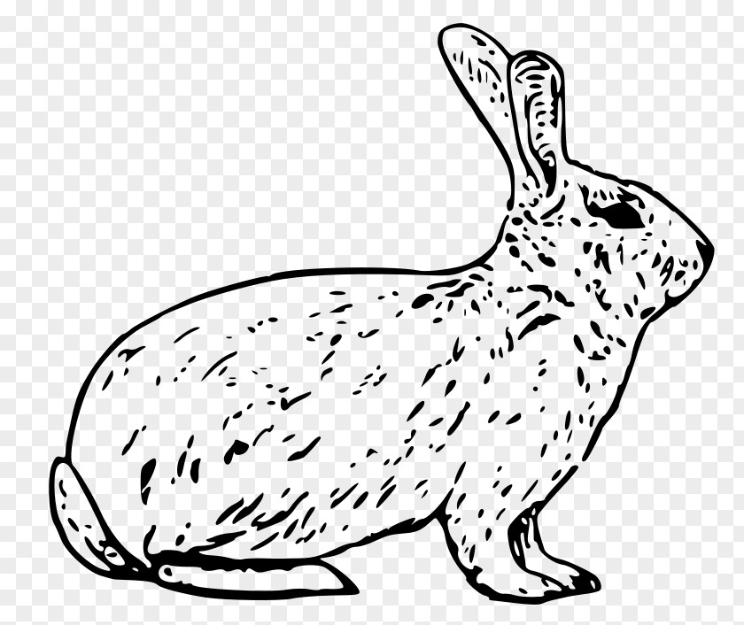 Rabbit Arctic Hare European Snowshoe PNG