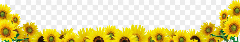 Sunflower Common Download Google Images PNG