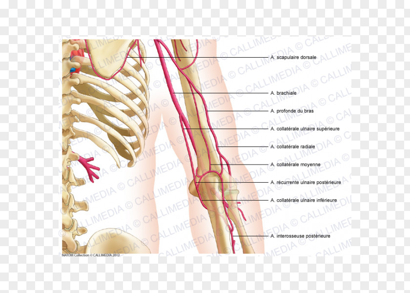 Arm Thumb Nerve Shoulder Nervous System PNG