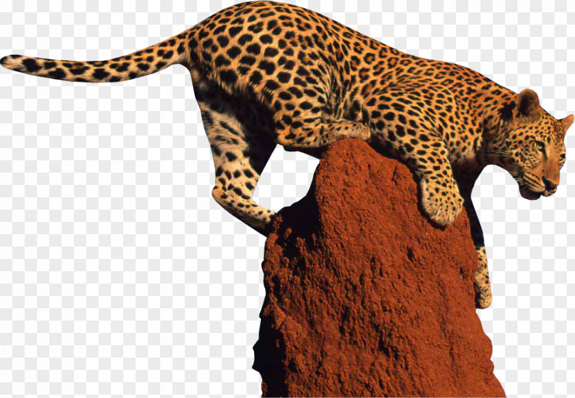 Leopard Clipart Giraffe Jaguar Clip Art PNG