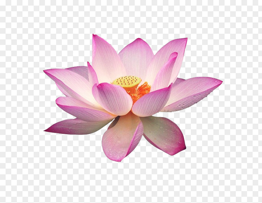 Nelumbo Sacred Lotus Clip Art Image Download PNG