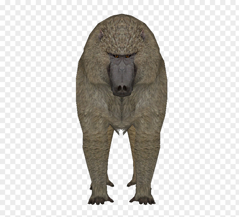 Olive Baboon Fauna Mammal Fur Terrestrial Animal Snout PNG