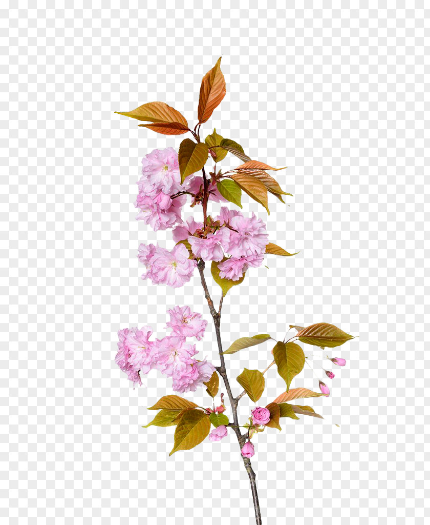 Pink Cherry Blossom Branches Branch Floral Design PNG