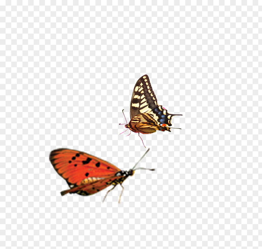 Butterfly Monarch Lycaenidae Fun, Easy, And Useful C/C++ Programming Moth PNG