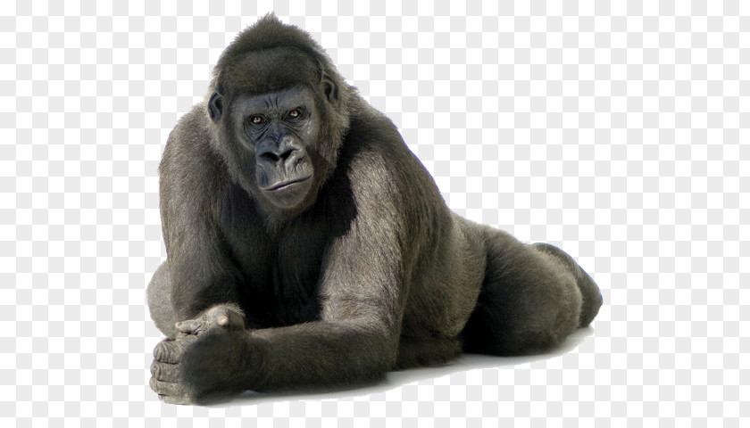 Cross River Gorilla Clip Art PNG