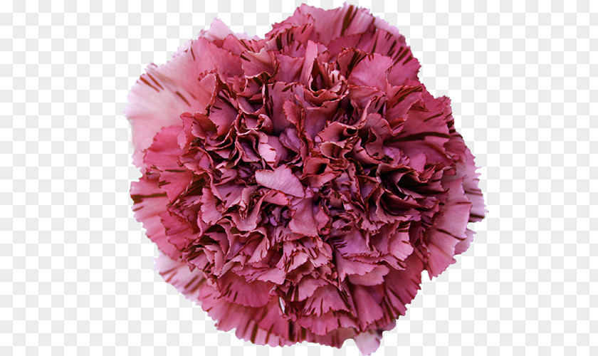 Dianthus Carnation Cut Flowers China Pink PNG