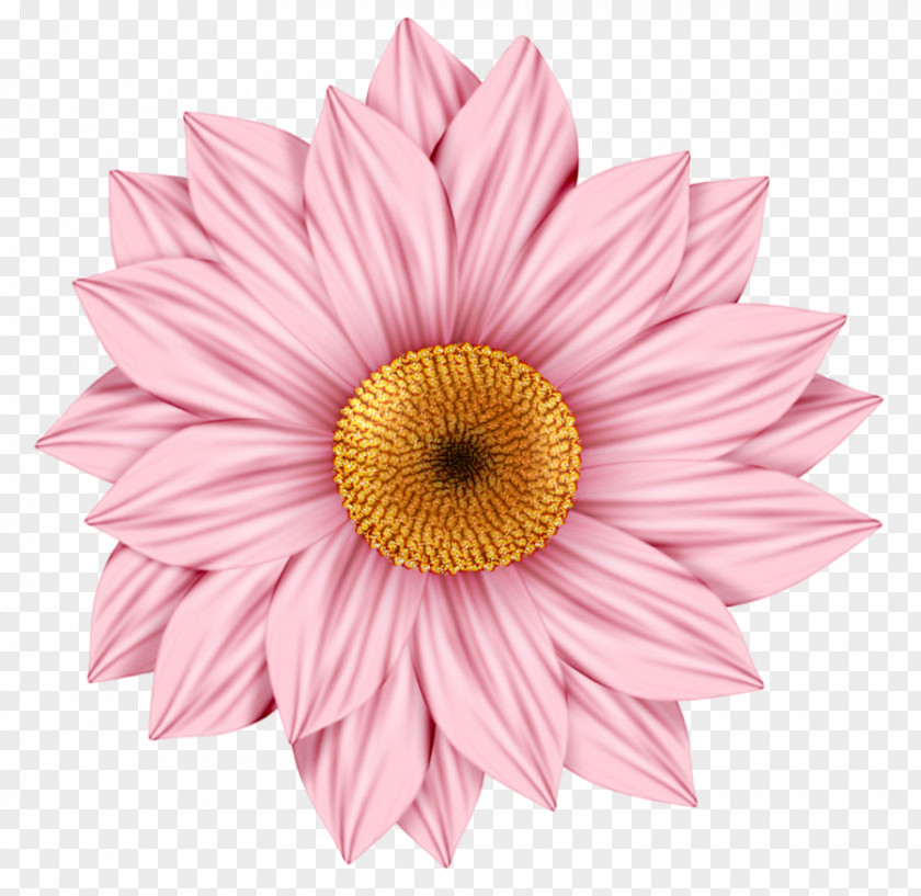 Flower Transvaal Daisy Family Common Clip Art PNG