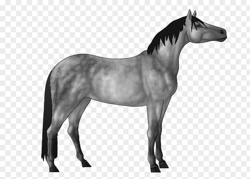 Grey Horse Mane Mustang Stallion Mare Pony PNG
