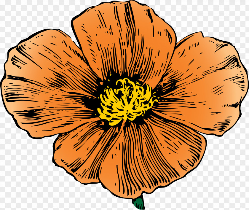 Hibiscus California Poppy Flower Clip Art PNG