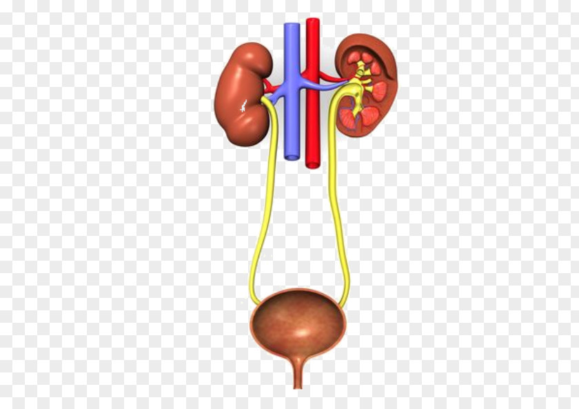 Kidney Excretory System Urinary Tract Infection Urine Bladder Genitourinary PNG