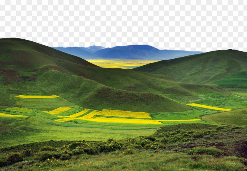 Qinghai Canola Flower Sea HD Landscape Plan Flores High-definition Television PNG