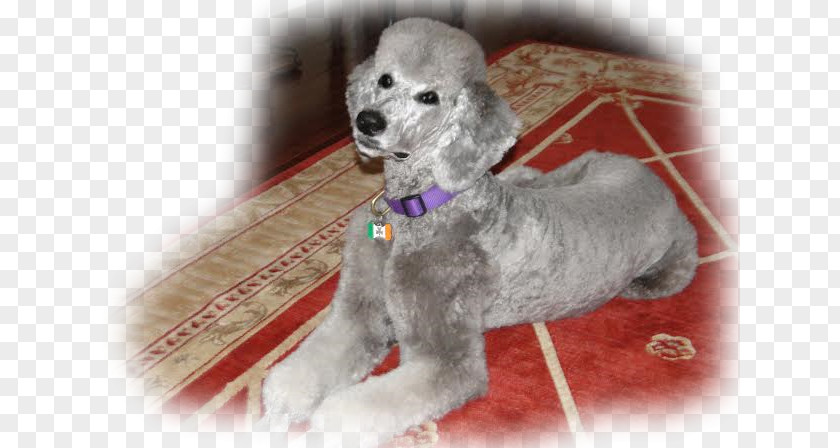 Standard Poodle Miniature Toy Puppy PNG