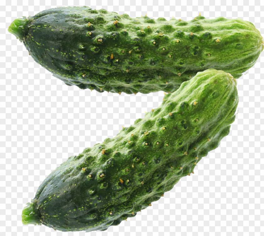 Cucumber Pickled Spreewald Gherkins Pickling Maroon PNG