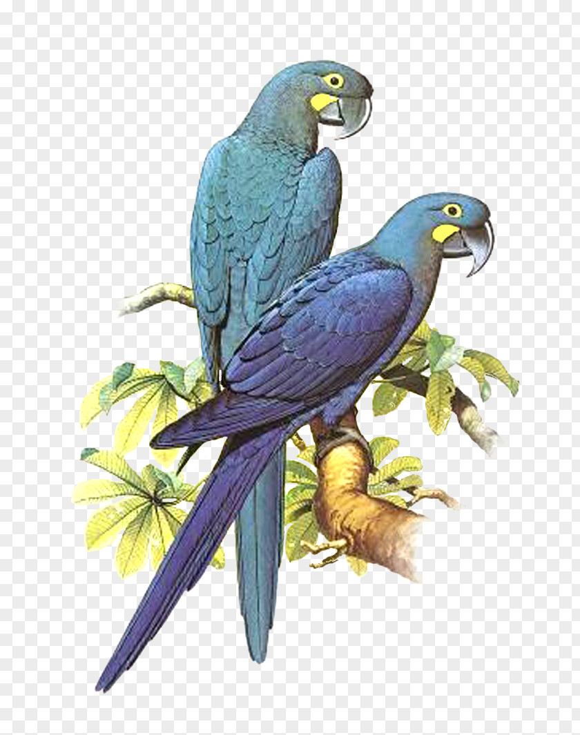 Parrot Bird Macaw Budgerigar Parakeet PNG