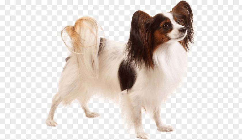 Puppy Papillon Dog Phalène Japanese Chin Breed PNG