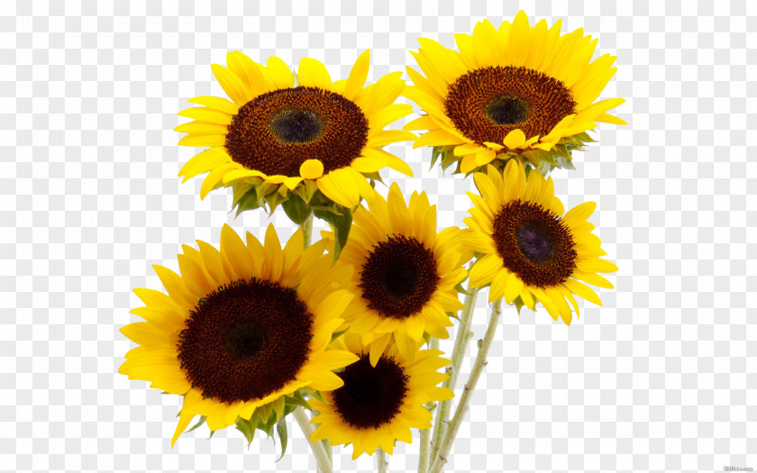Sunflower Common Flower Bouquet Vase PNG