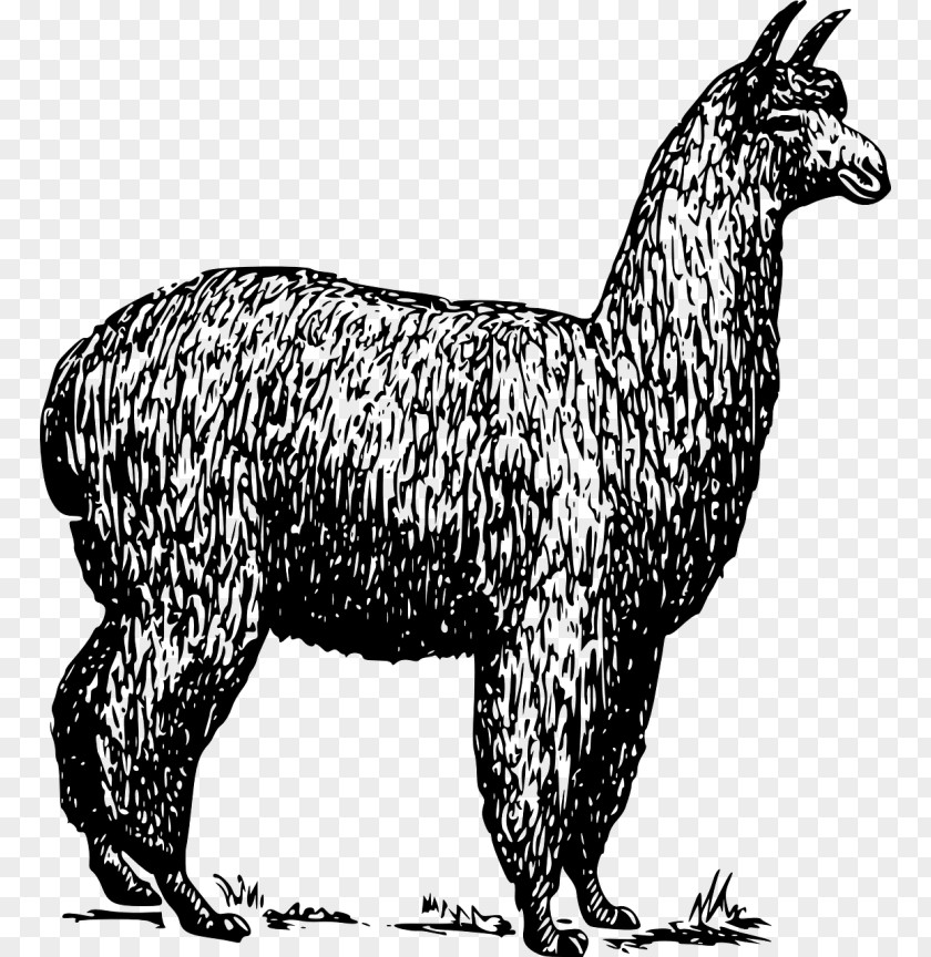 Alpaca Llama Drawing Clip Art PNG