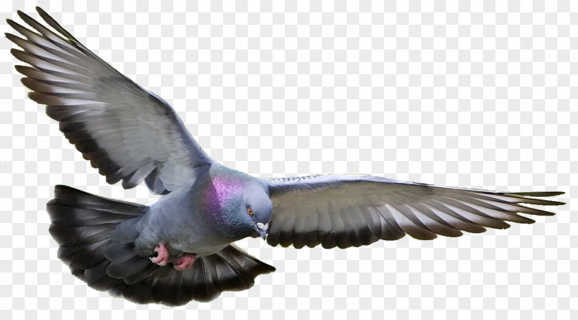 Bird Homing Pigeon Racing Homer Columbidae Fancy PNG