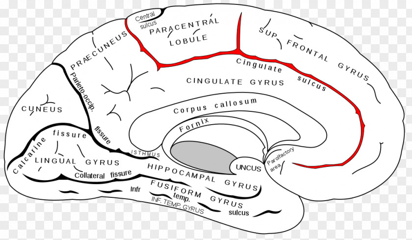 Brain Cingulate Sulcus Gyrus Subparietal PNG