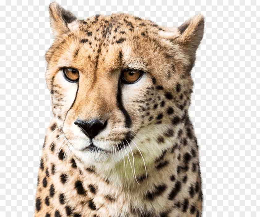 Cheetah National Zoo & Aquarium Zoological Park Smithsonian Institution Leopard PNG