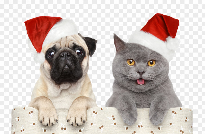 Christmas,Halloween,Christmas Hats Cat Dog Santa Claus Christmas Pet PNG