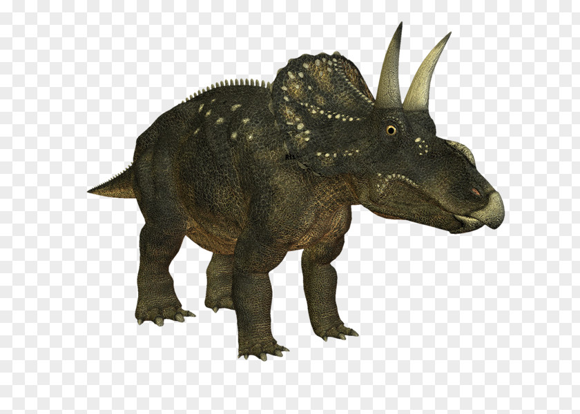 Dinosaur Triceratops Nedoceratops Tyrannosaurus Velociraptor Monoclonius PNG