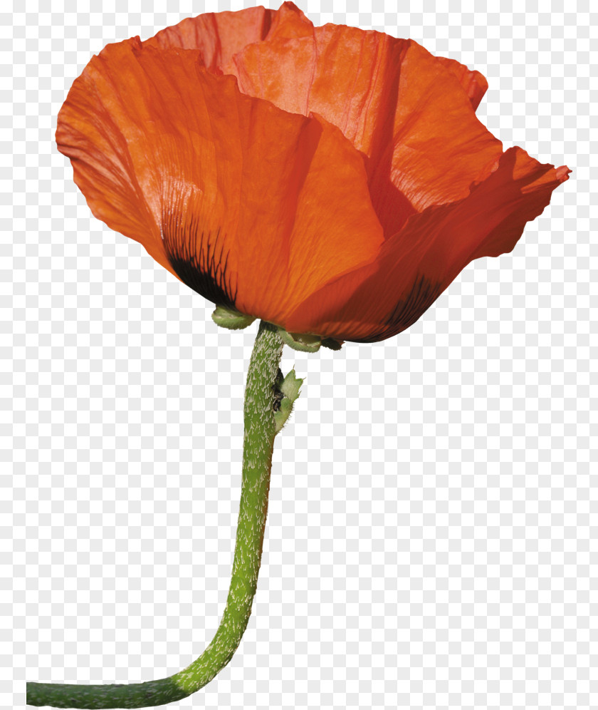 Flower Poppy Photography Desktop Wallpaper Clip Art PNG