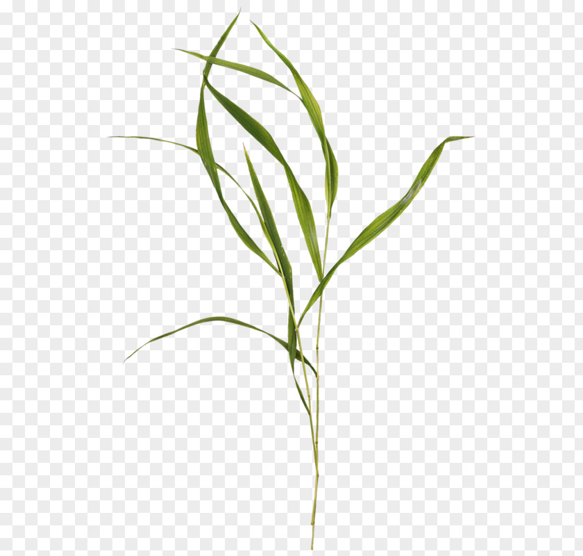 Melaleuca Narrow Leaved Clip Art Drawing Image Plants PNG