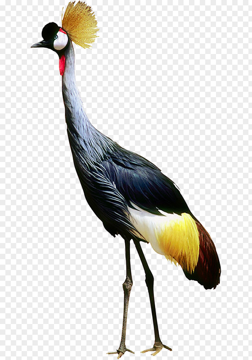 Bird Crane Clip Art PNG